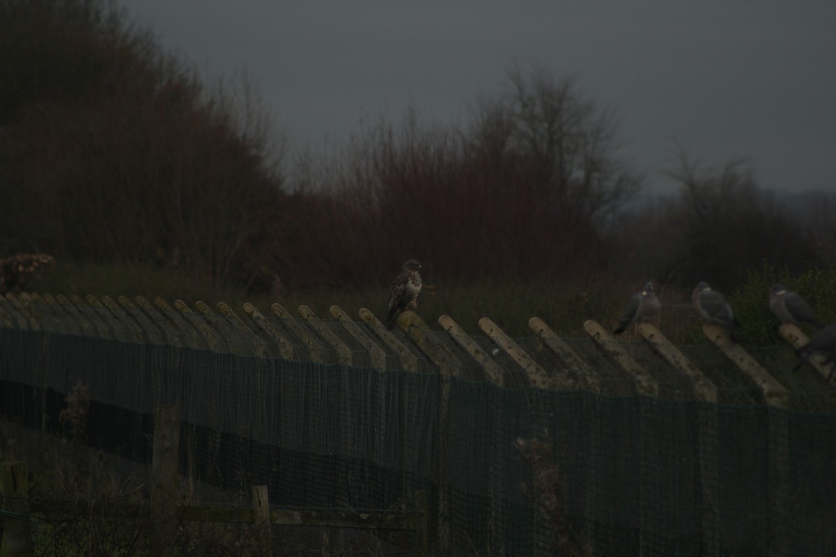 Common Buzzard - ML76953421