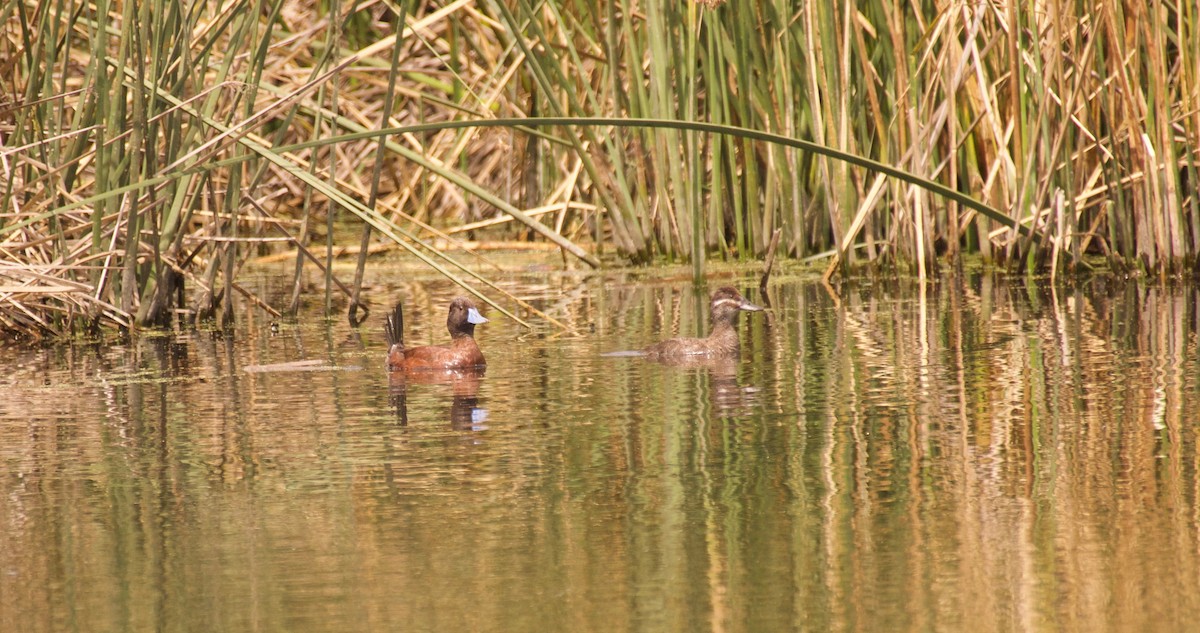 Lake Duck - Mª Fernanda  Mosqueira (Wudko)