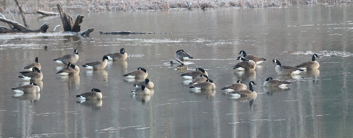 Canada Goose - David Carr