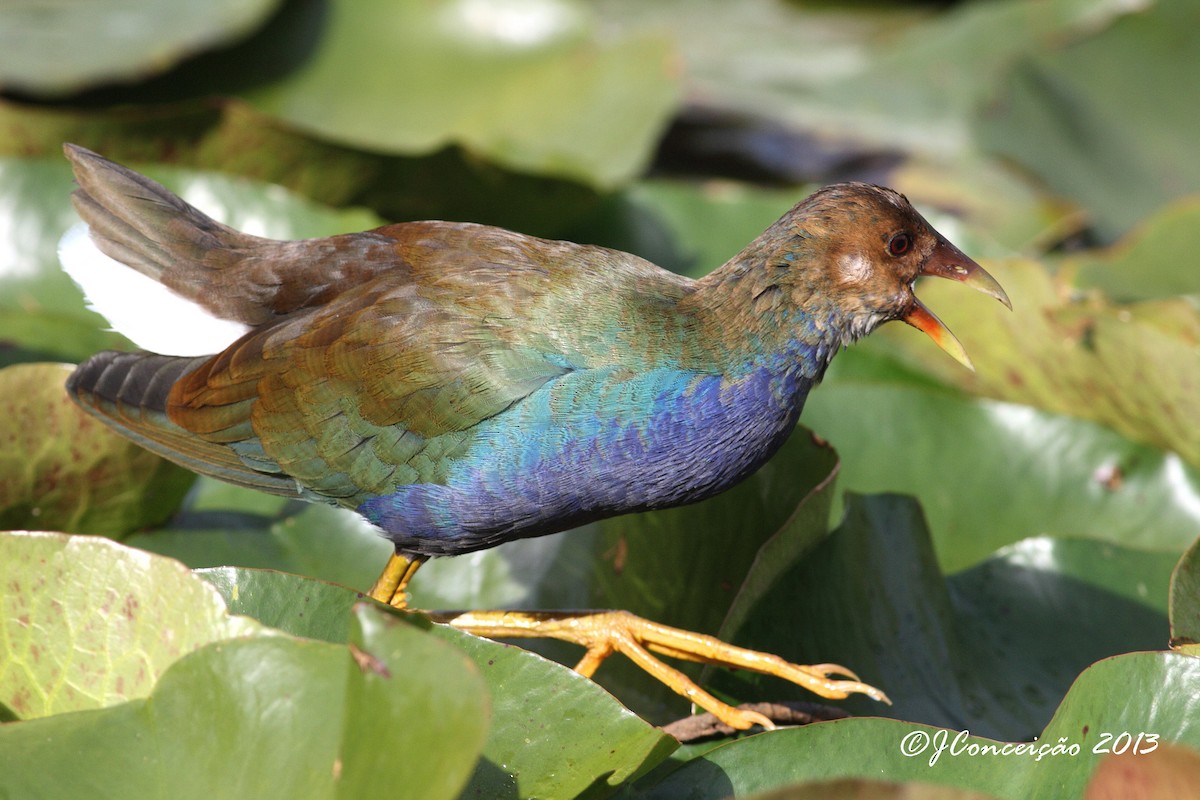 Purple Gallinule - ML76956351