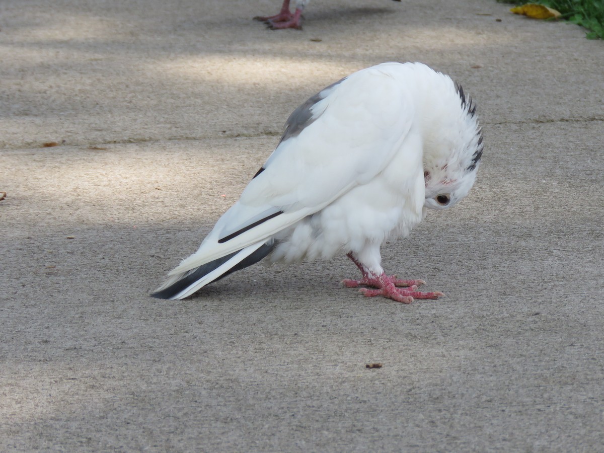 Rock Pigeon (Feral Pigeon) - ML76957401