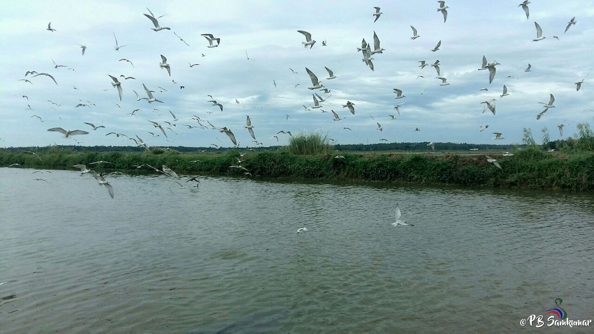 Whiskered Tern - P. B. Samkumar