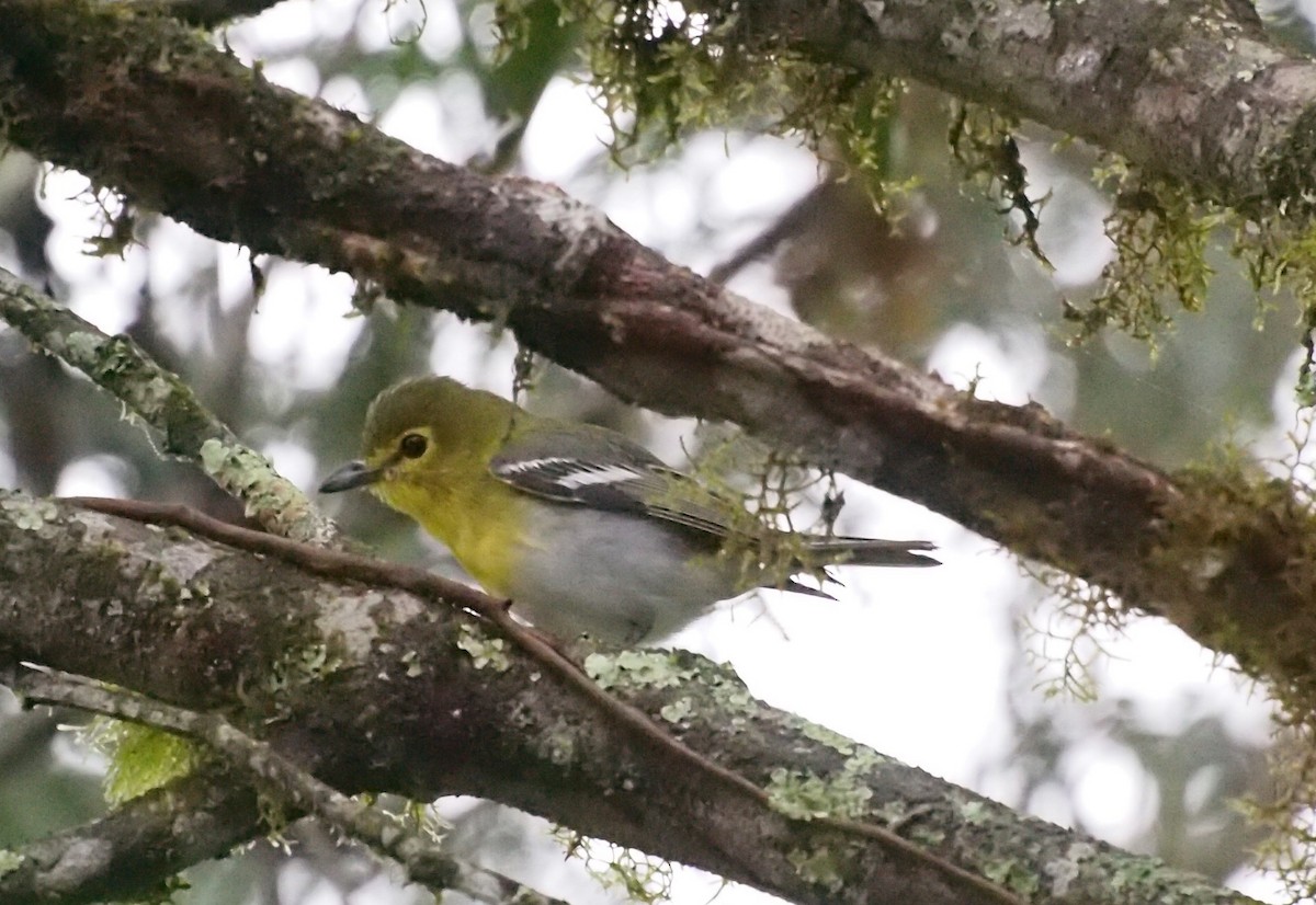 Yellow-throated Vireo - ML76959431