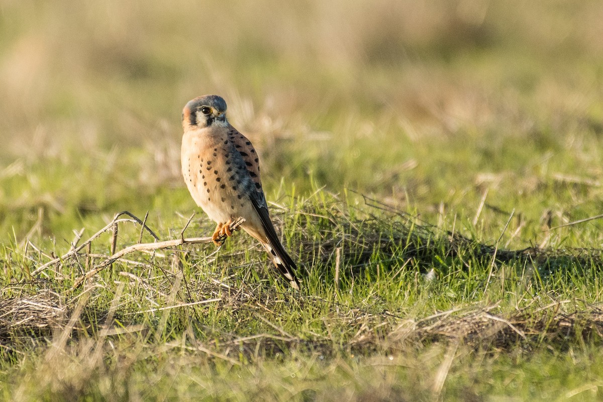 American Kestrel - ML76959771