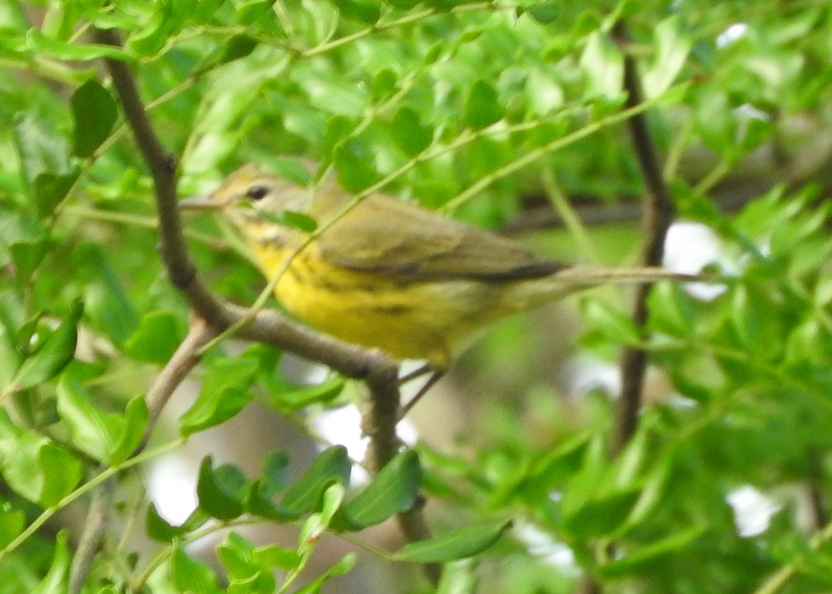 Prairie Warbler - Ernie Bradley