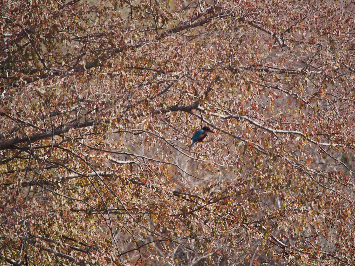 White-throated Kingfisher - ML76960751