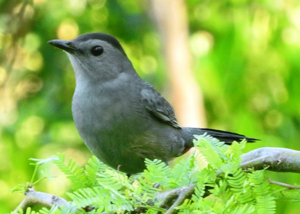 Gray Catbird - ML76960761