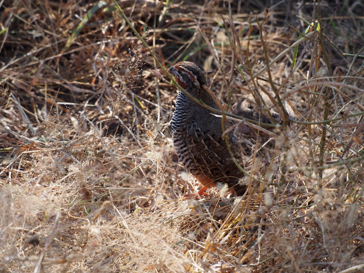 Jungle Bush-Quail - ML76960841