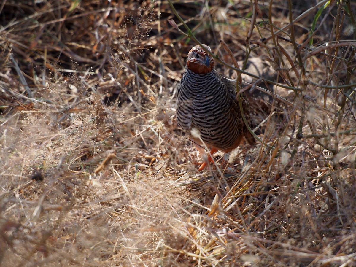 Jungle Bush-Quail - ML76960871