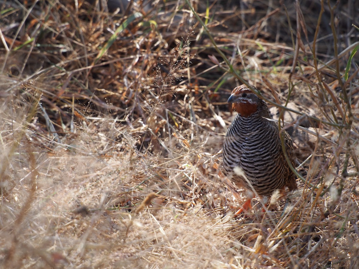 Jungle Bush-Quail - ML76960891