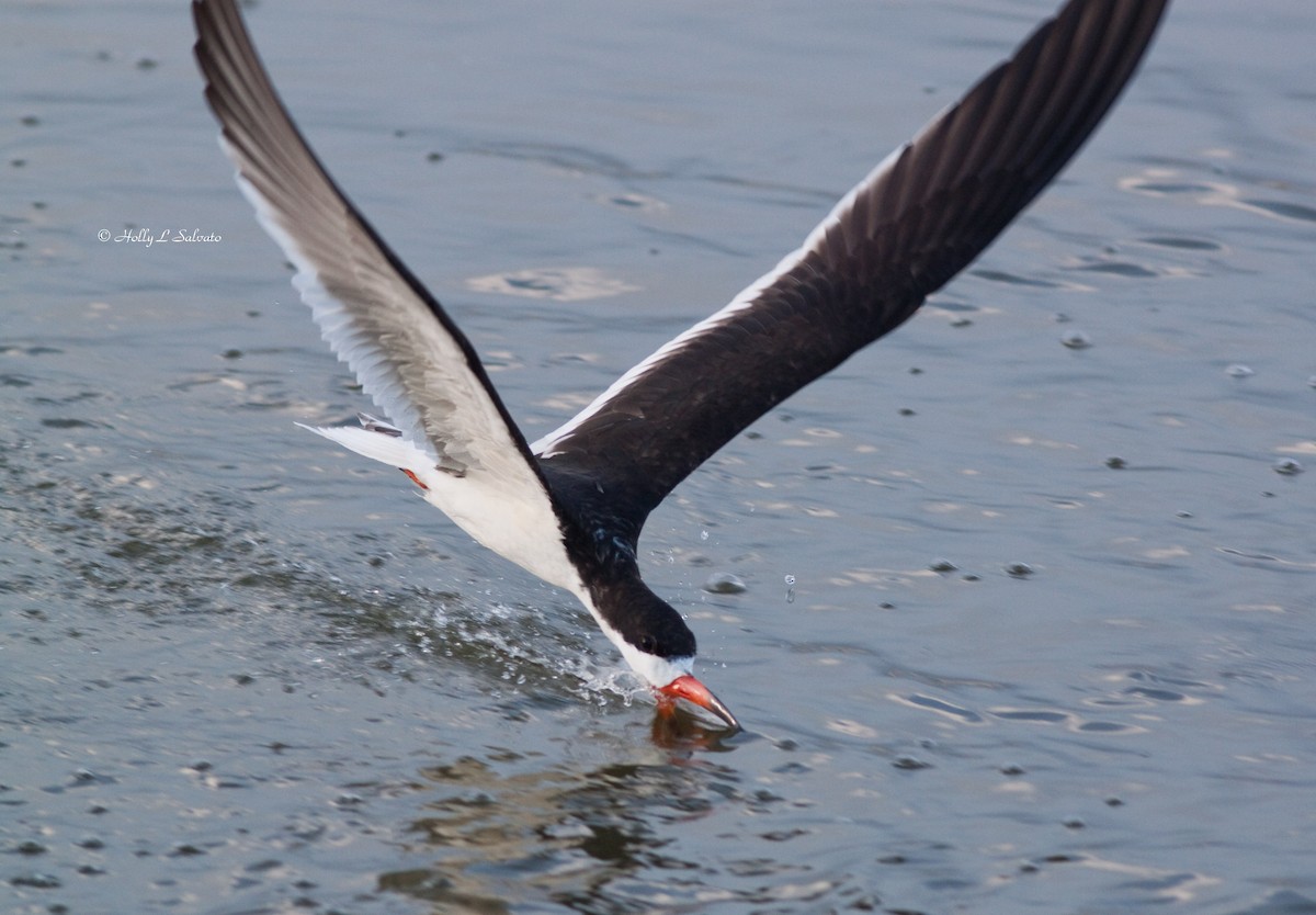 Black Skimmer - ML76961231