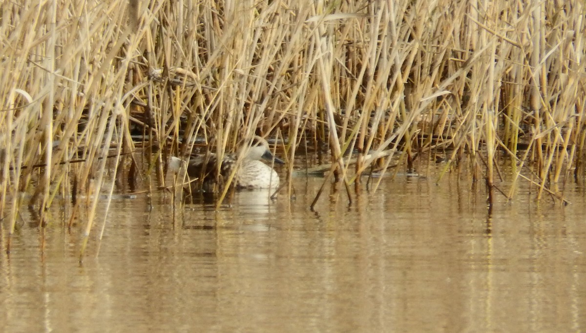 Marbled Duck - ML76961391