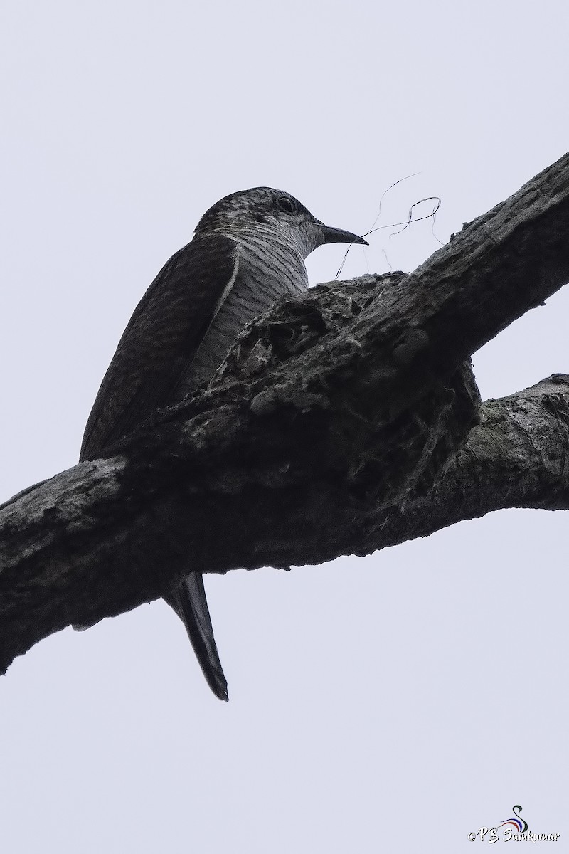 クリイロヒメカッコウ - ML76961561