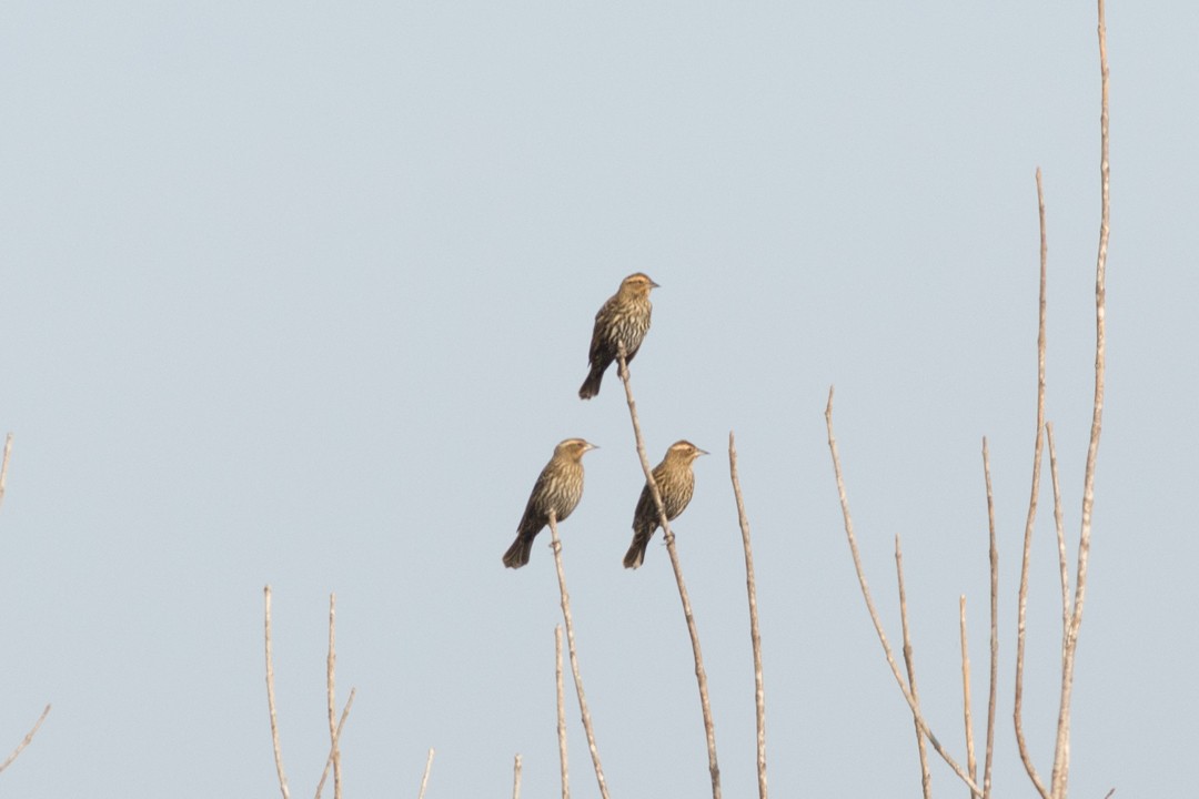 Red-winged Blackbird - ML76961581