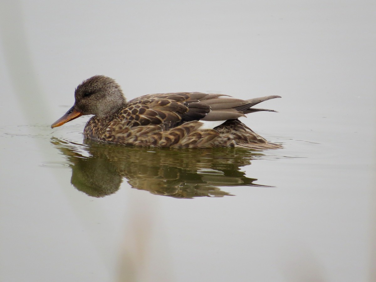 Gadwall - ML76963171