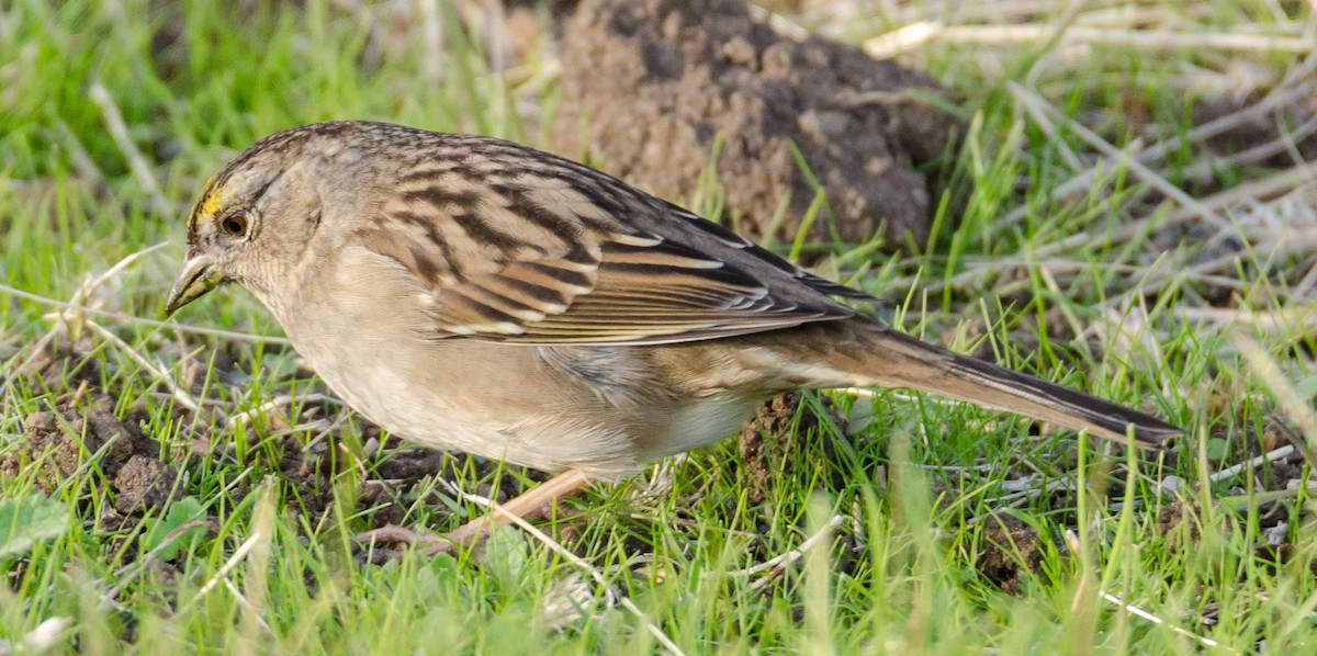 Golden-crowned Sparrow - Margaret & Fred Parkes