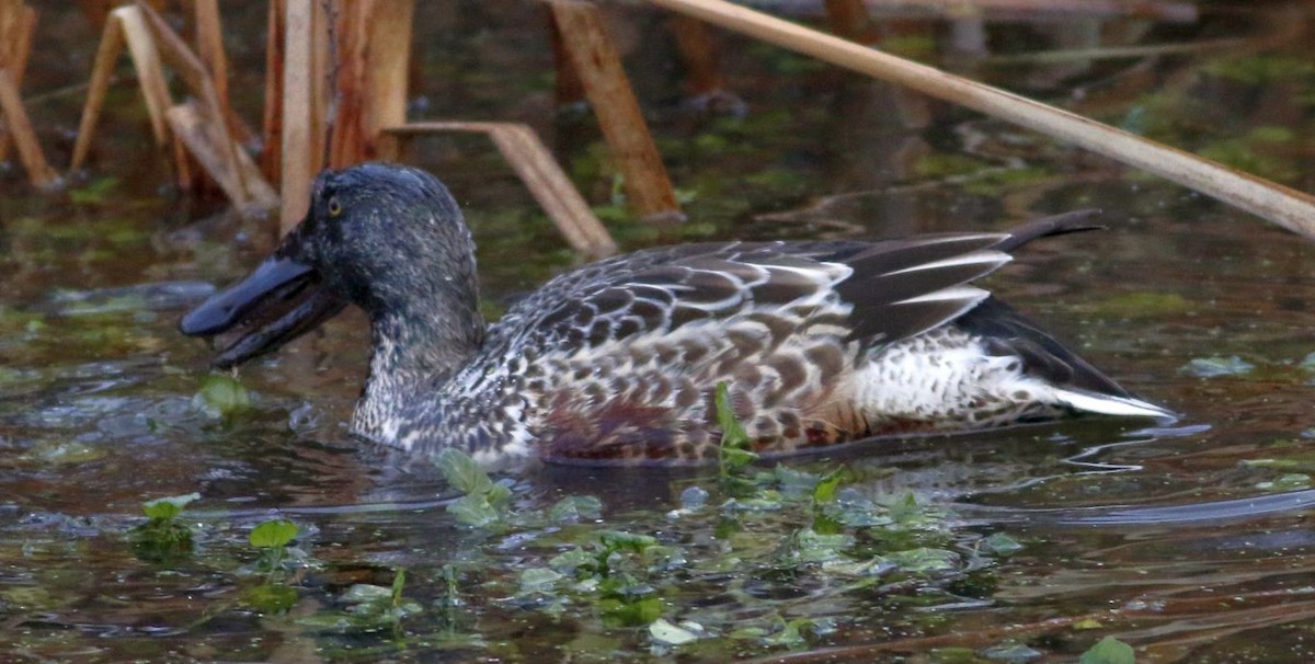 Northern Shoveler - ML76964981