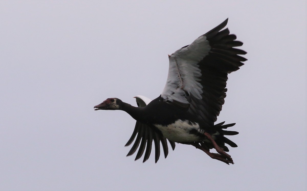 Spur-winged Goose - Alexandre Hespanhol Leitão