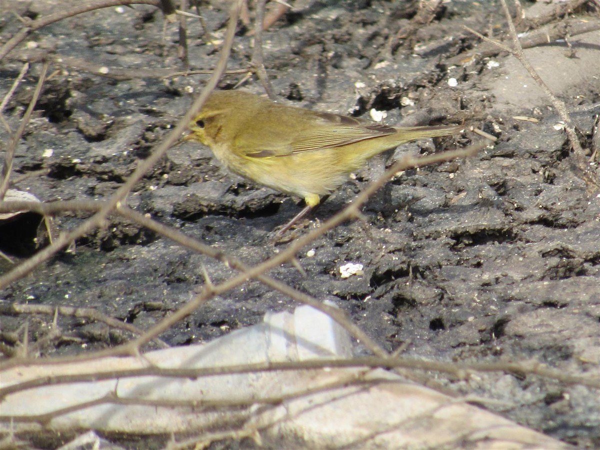 Iberian Chiffchaff - Robert Tovey