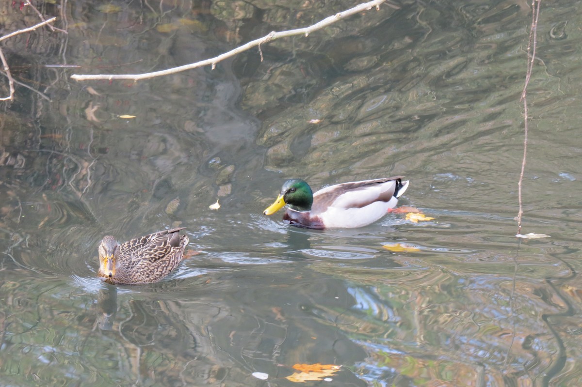 Canard colvert - ML76965891