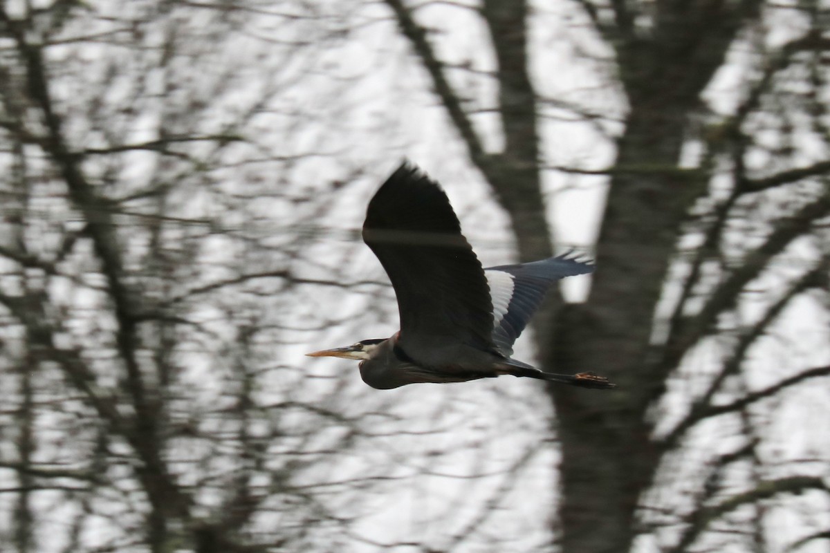 Great Blue Heron - ML76967631