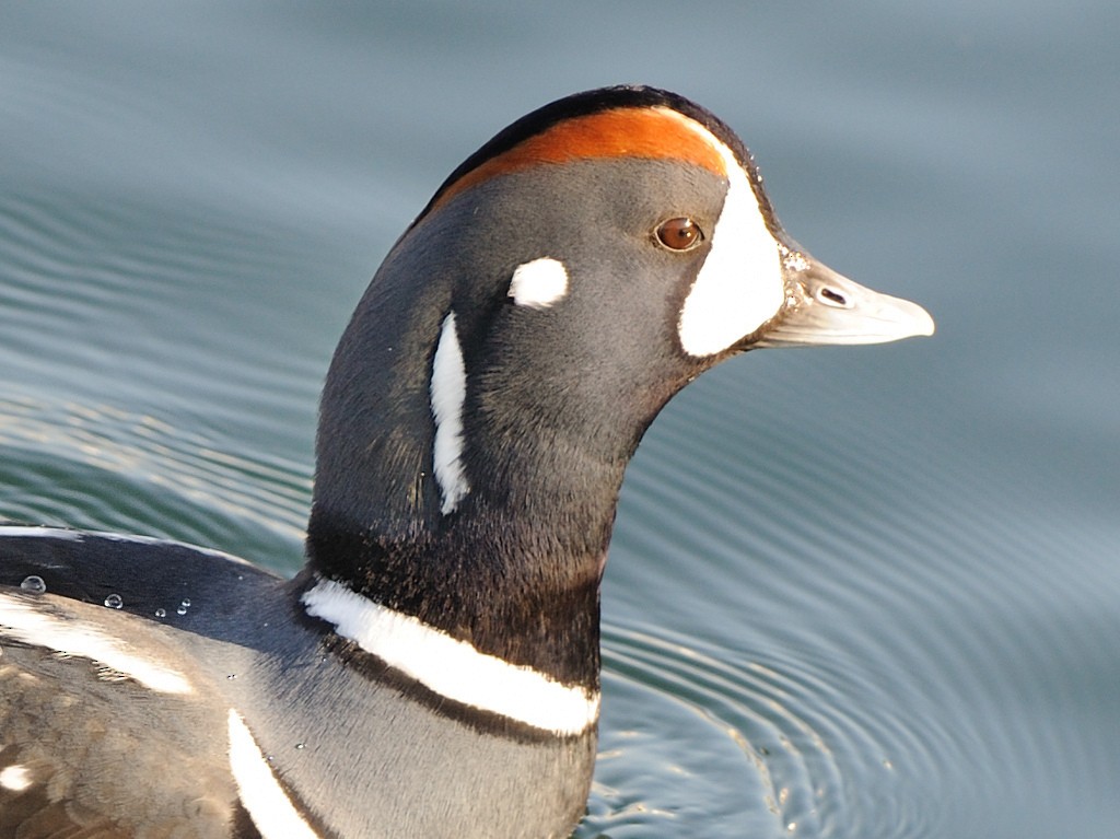 Harlequin Duck - Thomas Dorazio