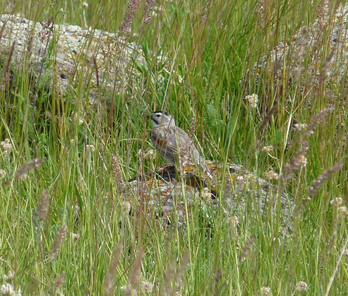 Thick-billed Longspur - ML76973291