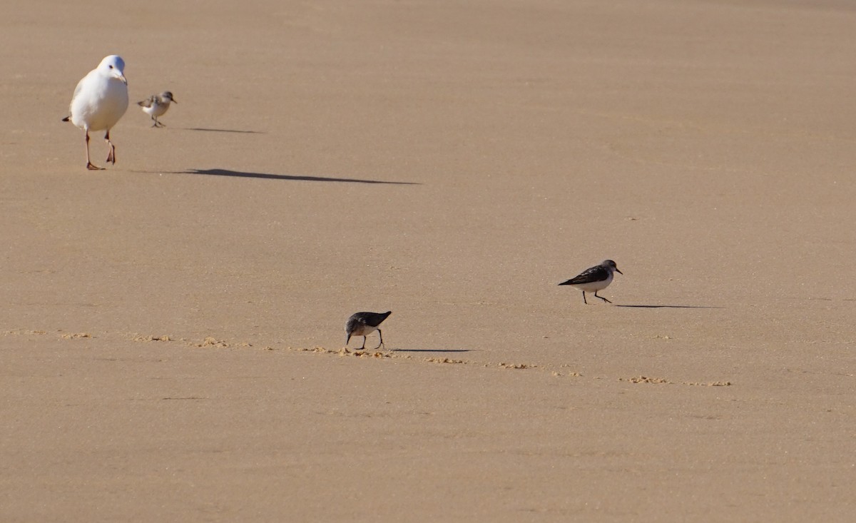 Red-necked Stint - Patrick Wyllie