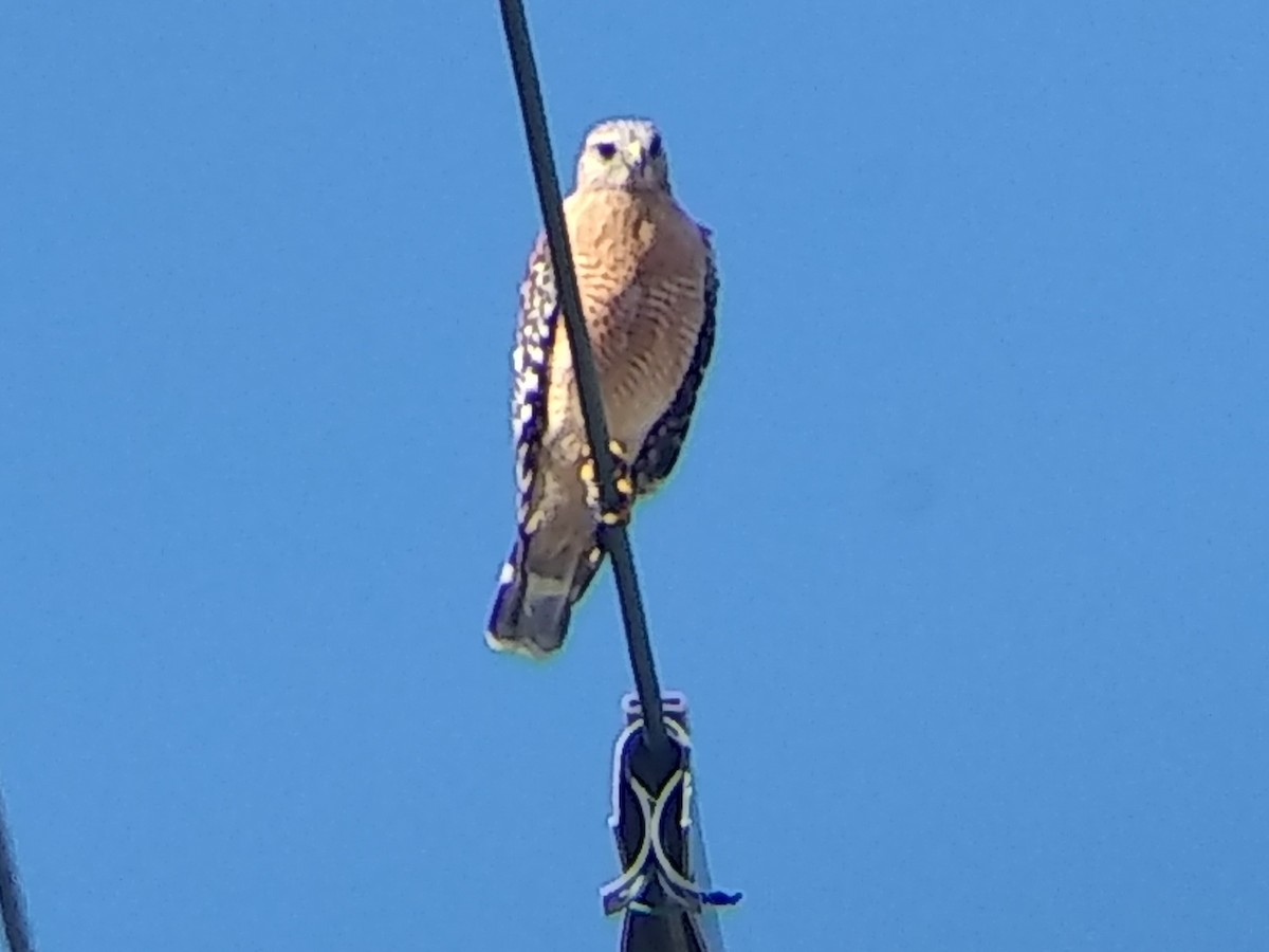 Red-shouldered Hawk - ML76977281