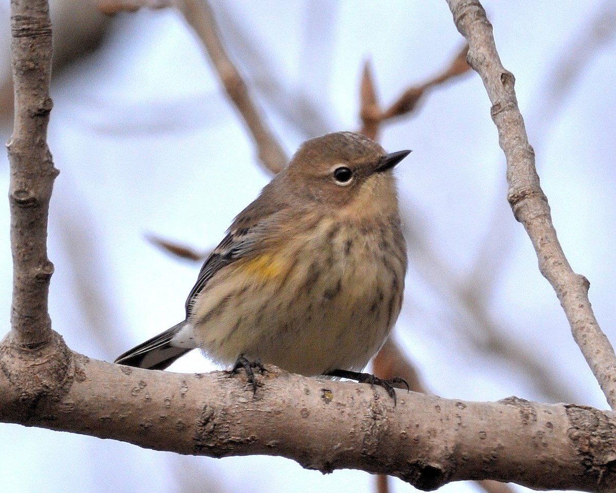 Yellow-rumped Warbler - ML76977751