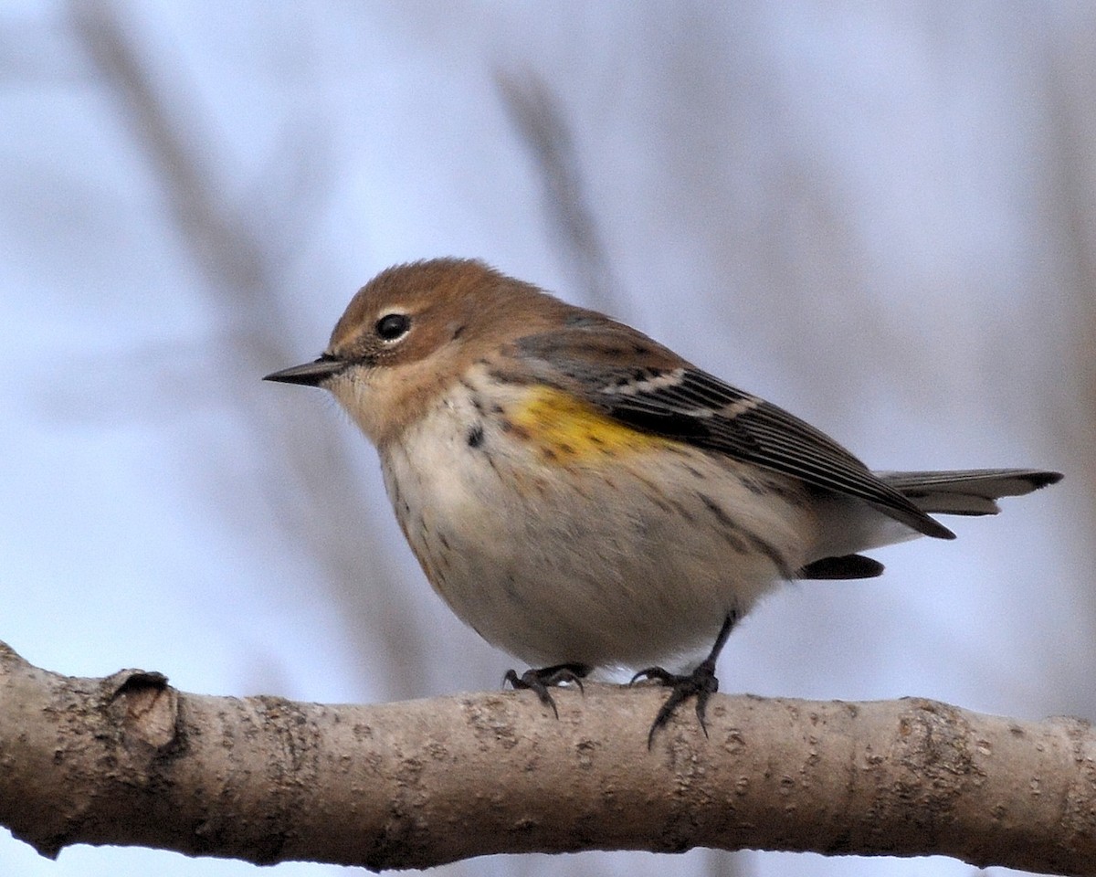 Yellow-rumped Warbler - ML76977761