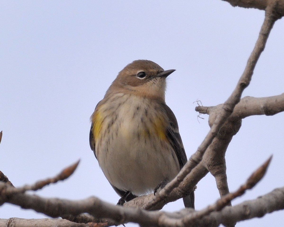 Yellow-rumped Warbler - ML76977801