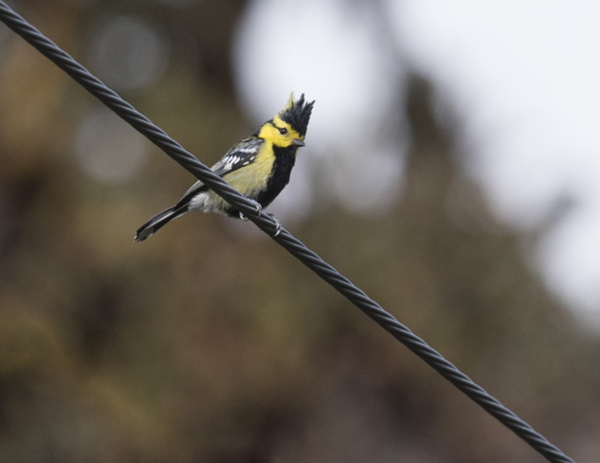 Yellow-cheeked Tit - Ken Langelier