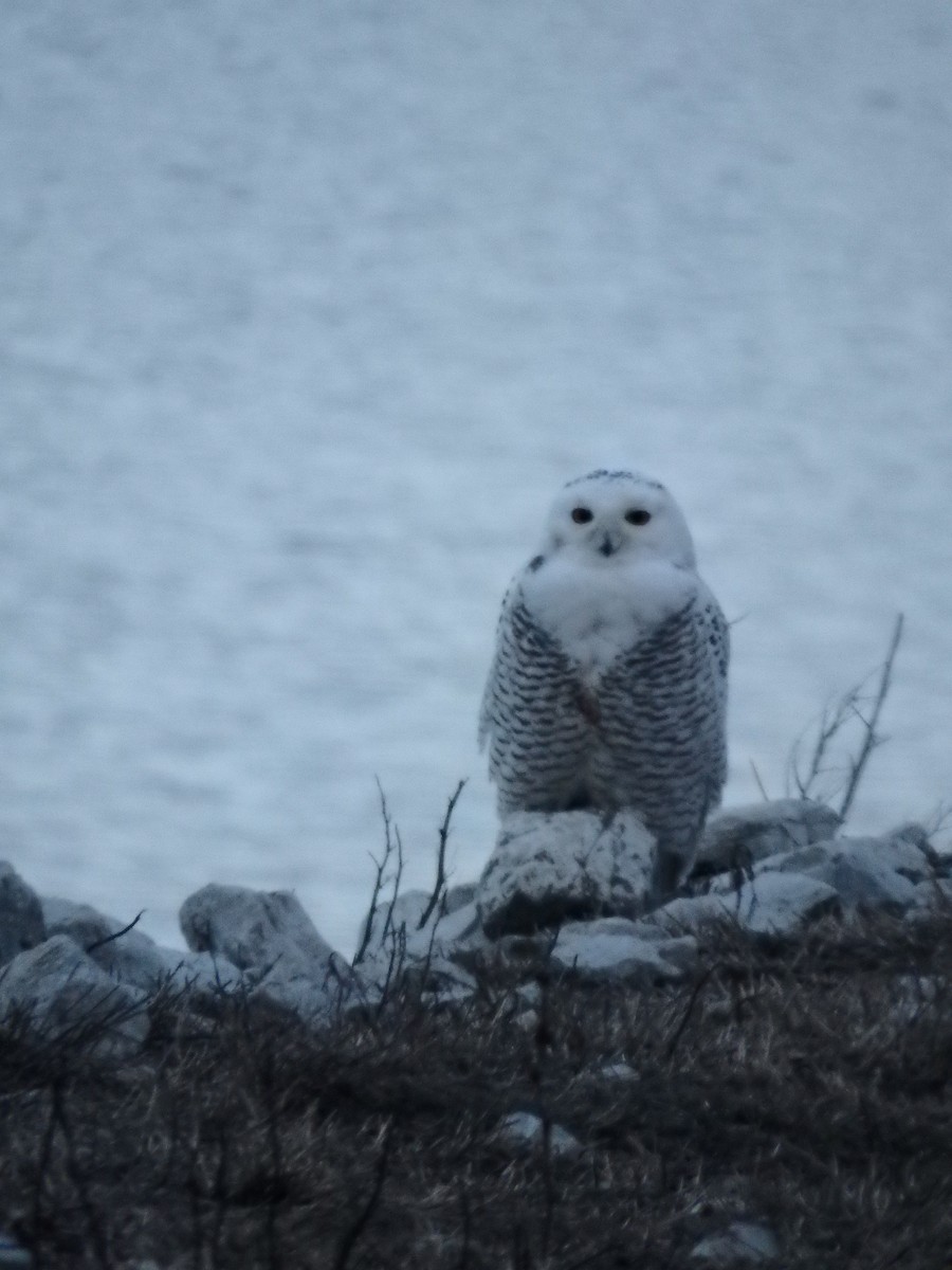 Snowy Owl - ML76979491