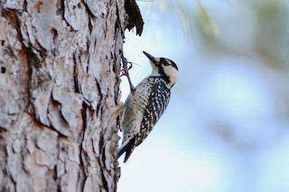 Red-cockaded Woodpecker