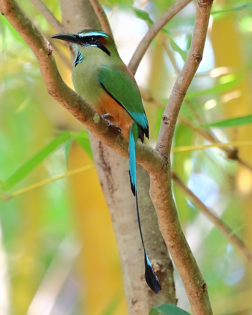 Turquoise-browed Motmot - ML76983831