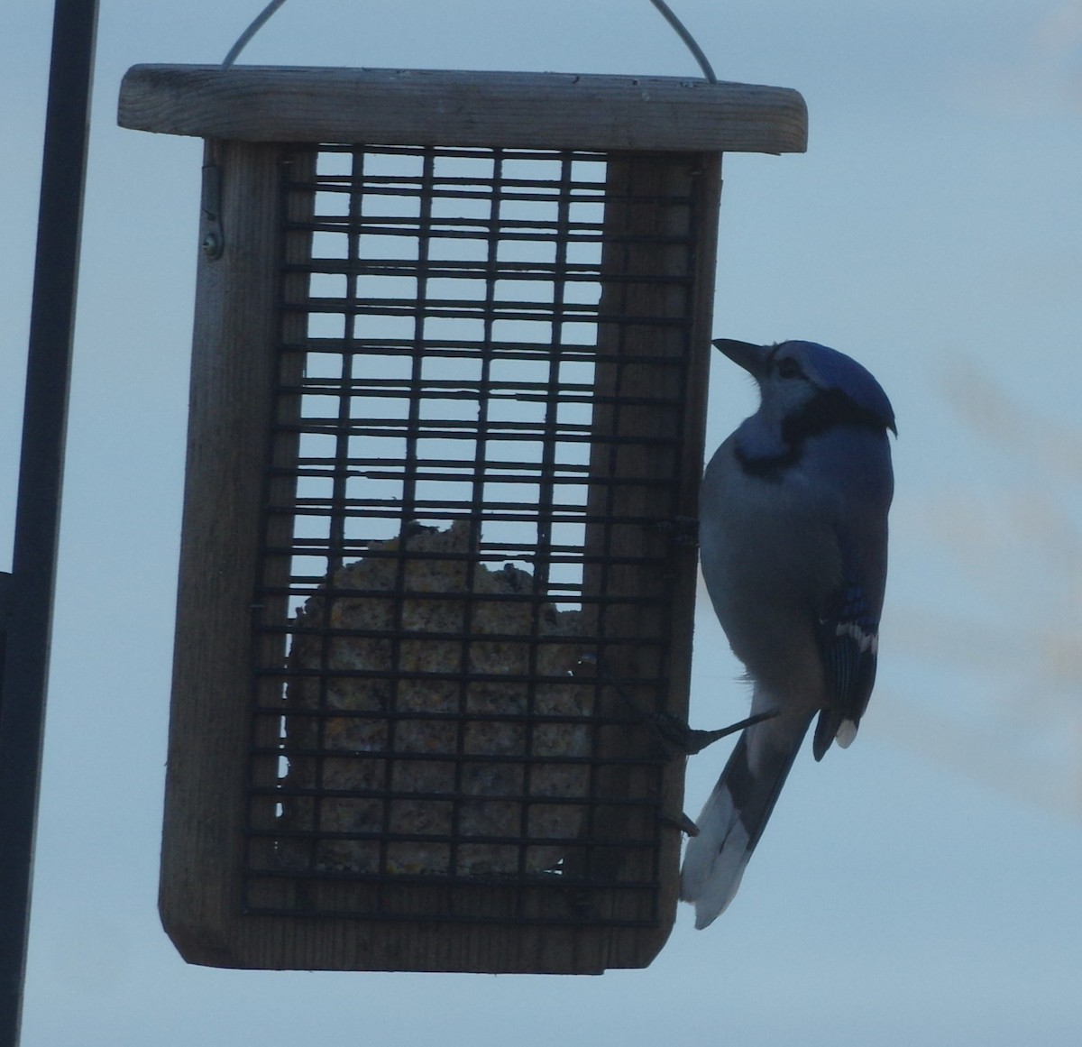 Blue Jay - ML76987471