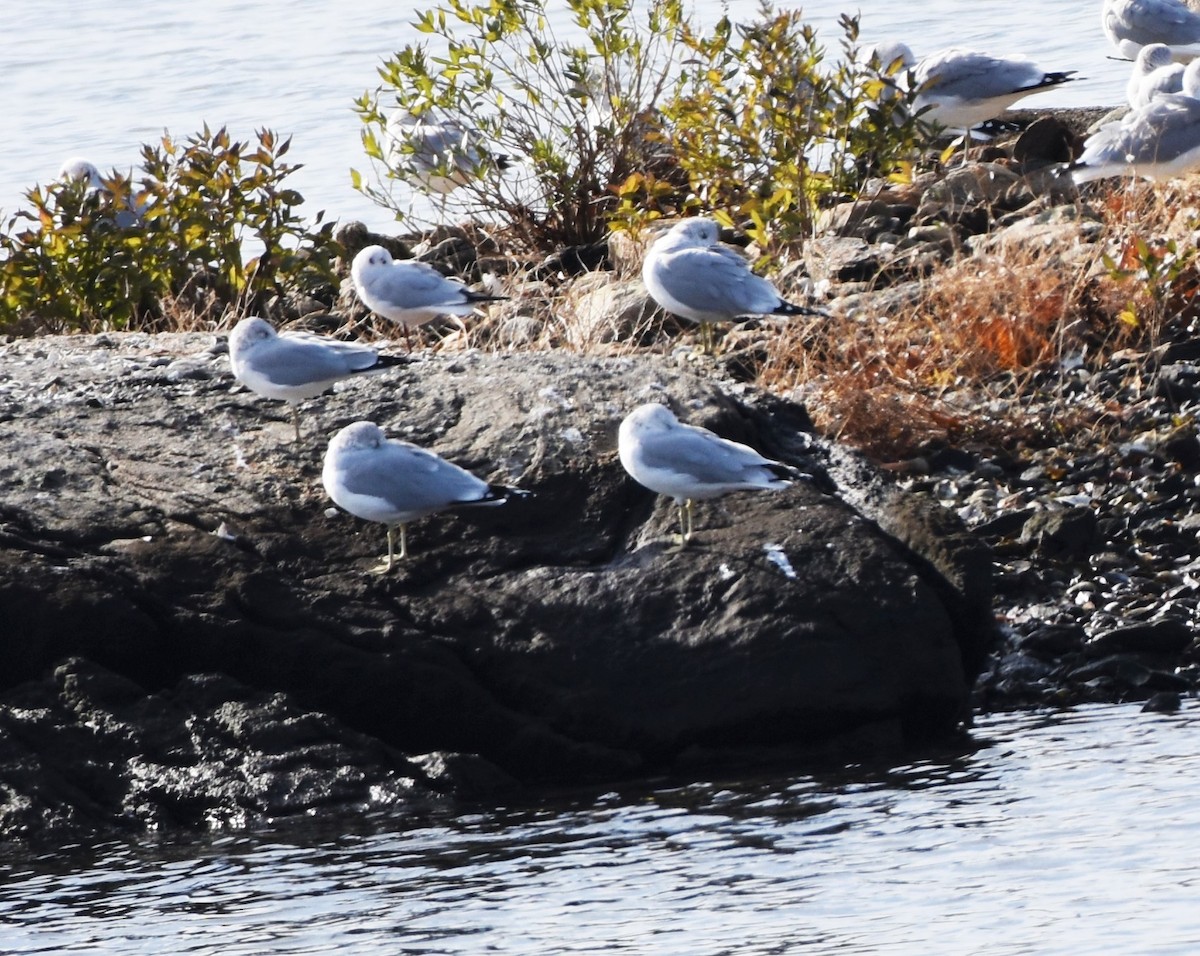 Хүрэн толгойт цахлай - ML76988261