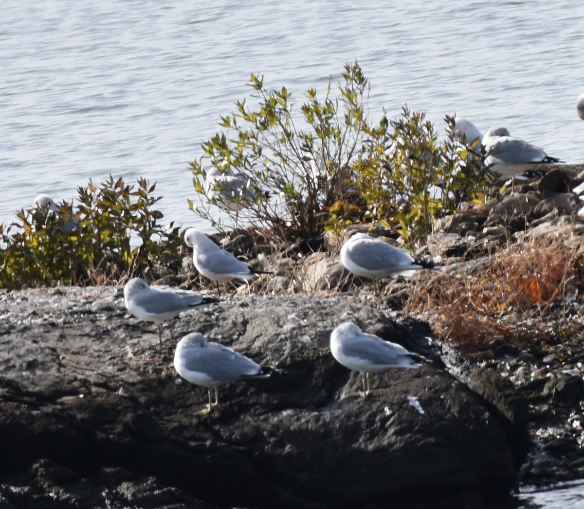 Хүрэн толгойт цахлай - ML76988361