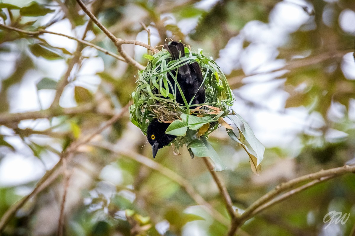 Vieillot's Black Weaver - Honza Grünwald