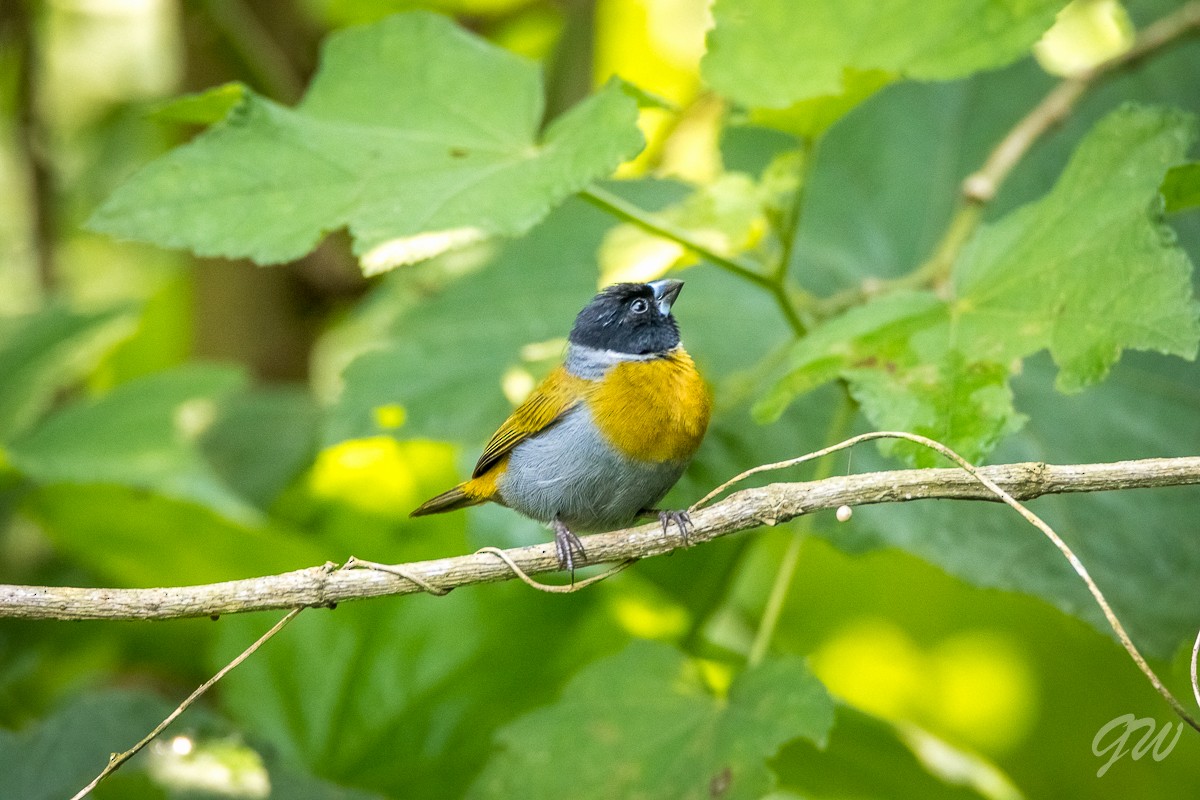 White-collared Oliveback - Honza Grünwald