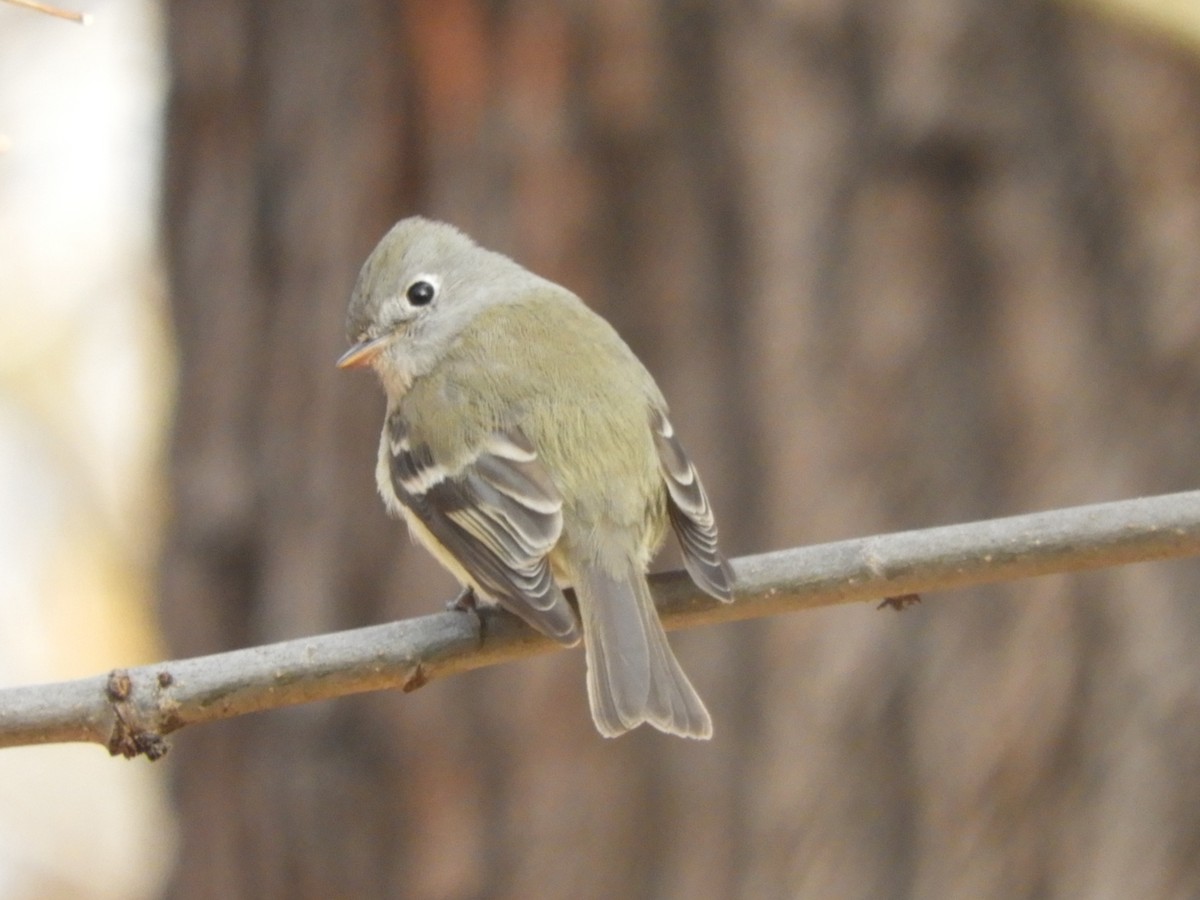 Hammond's Flycatcher - ML76991551