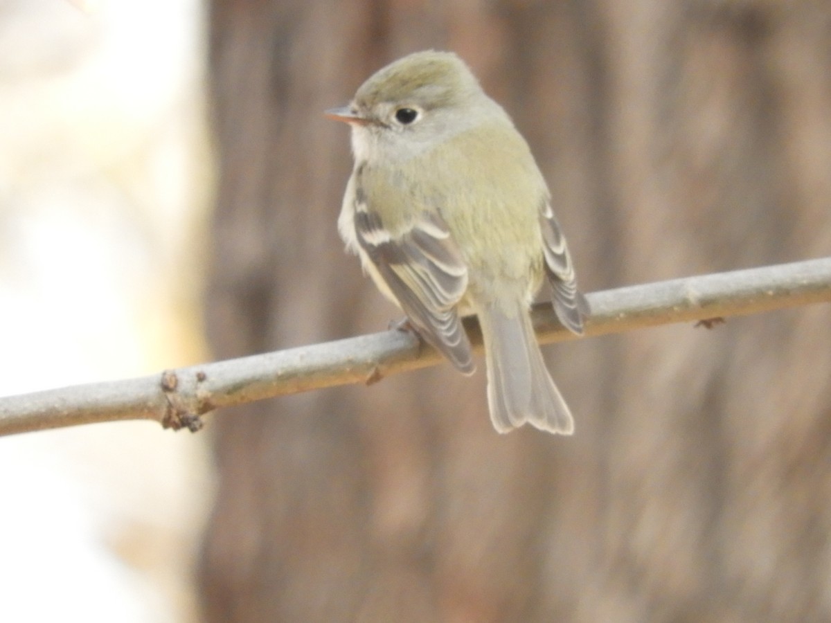 Hammond's Flycatcher - ML76991601