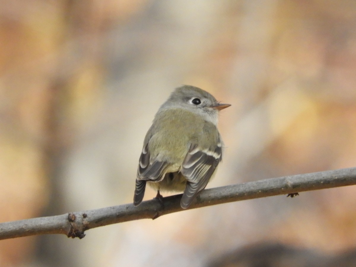 Hammond's Flycatcher - ML76991631