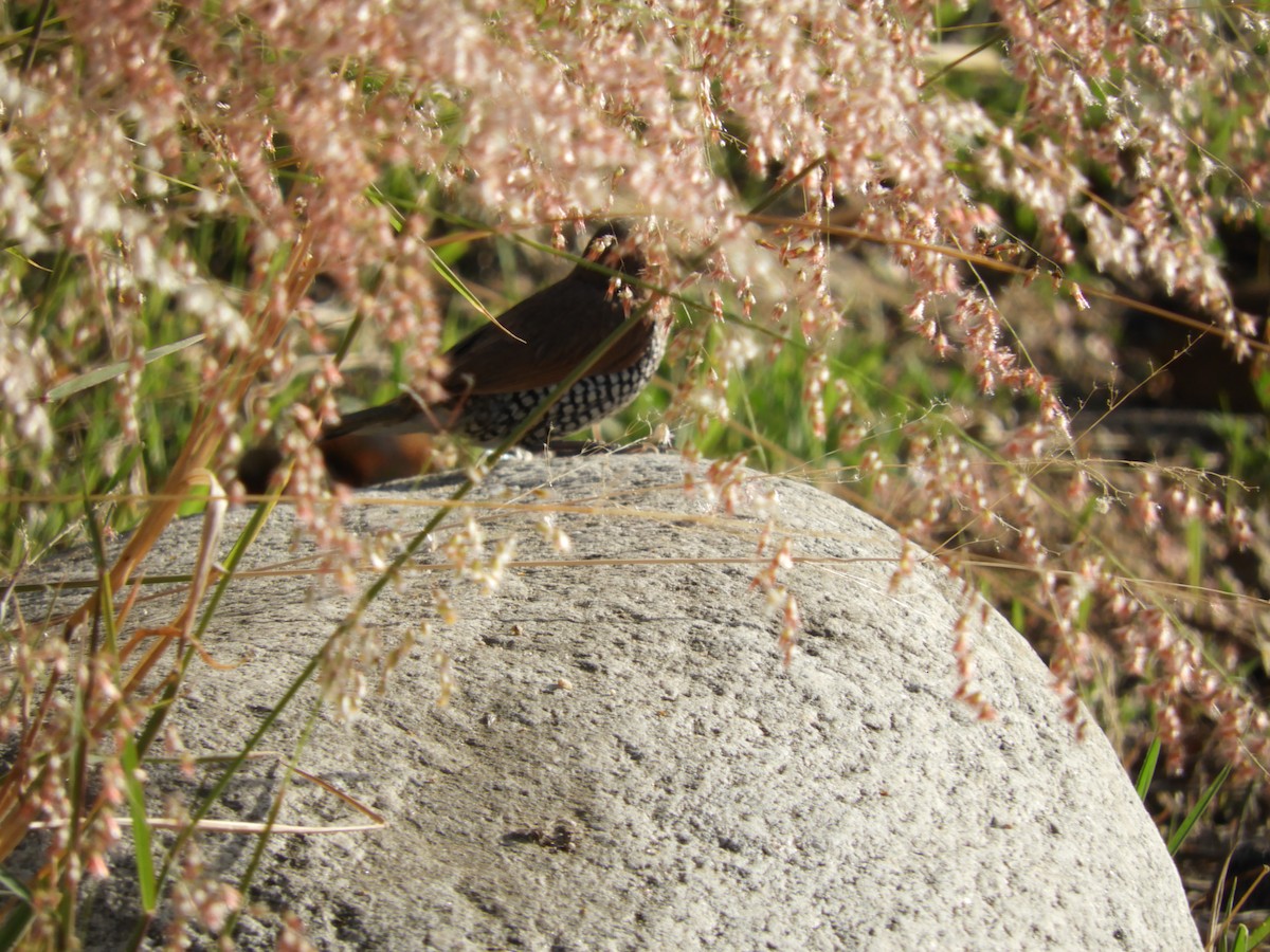 Scaly-breasted Munia - ML76993041