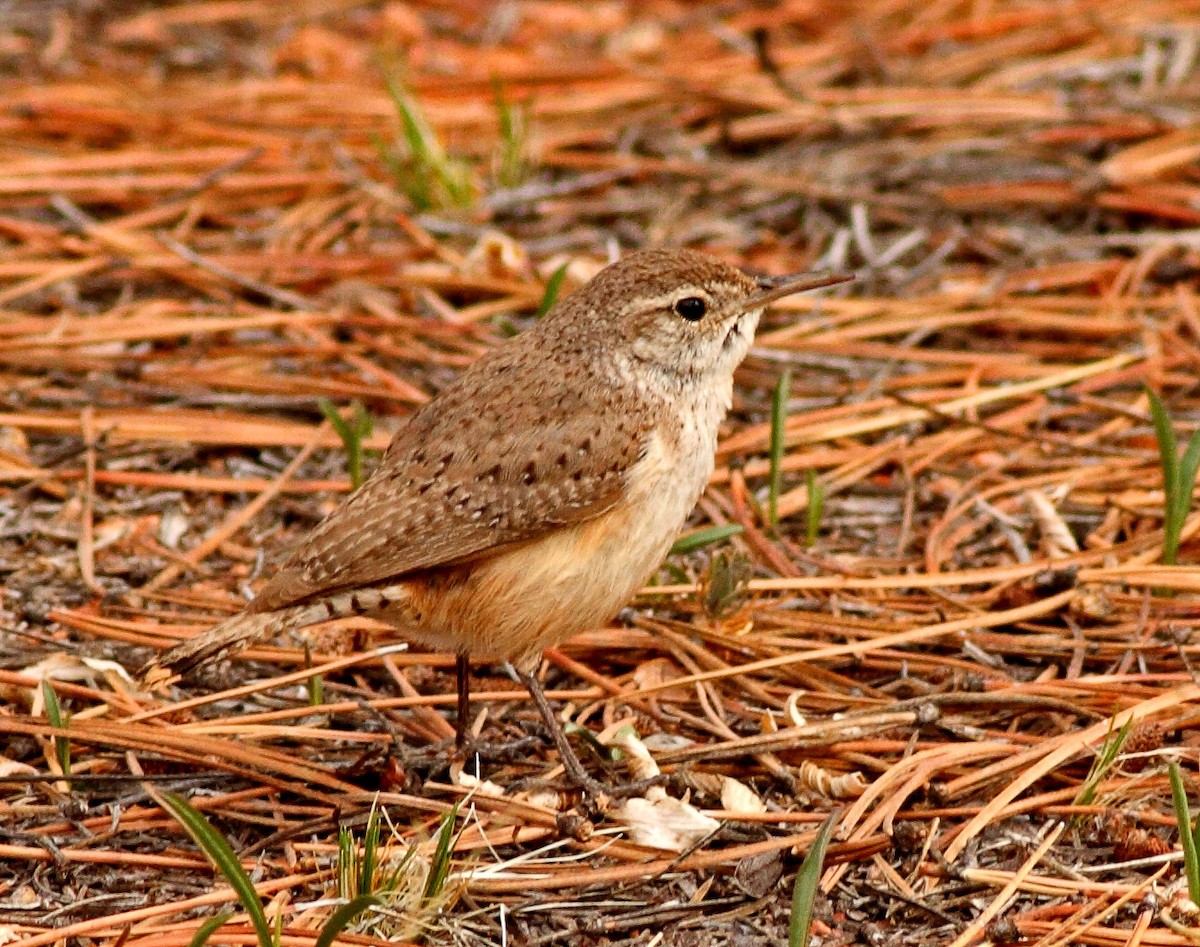 Rock Wren - ML76993891