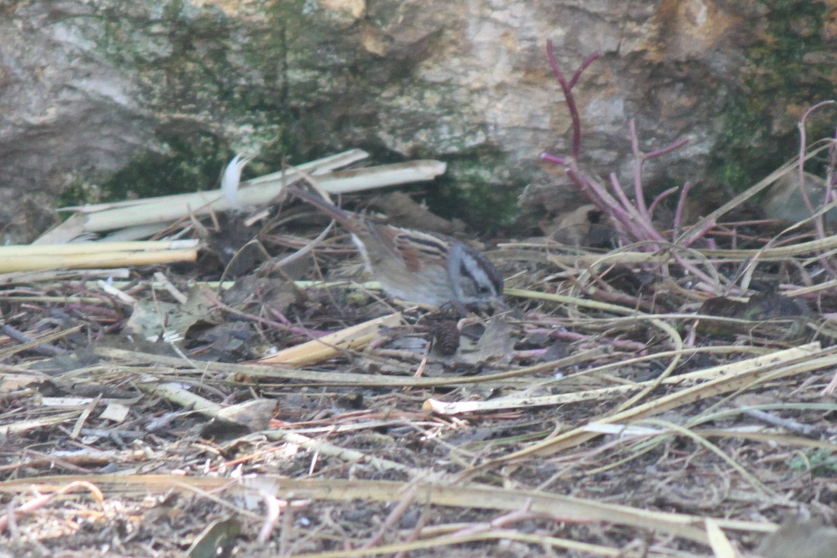 Swamp Sparrow - ML76995301