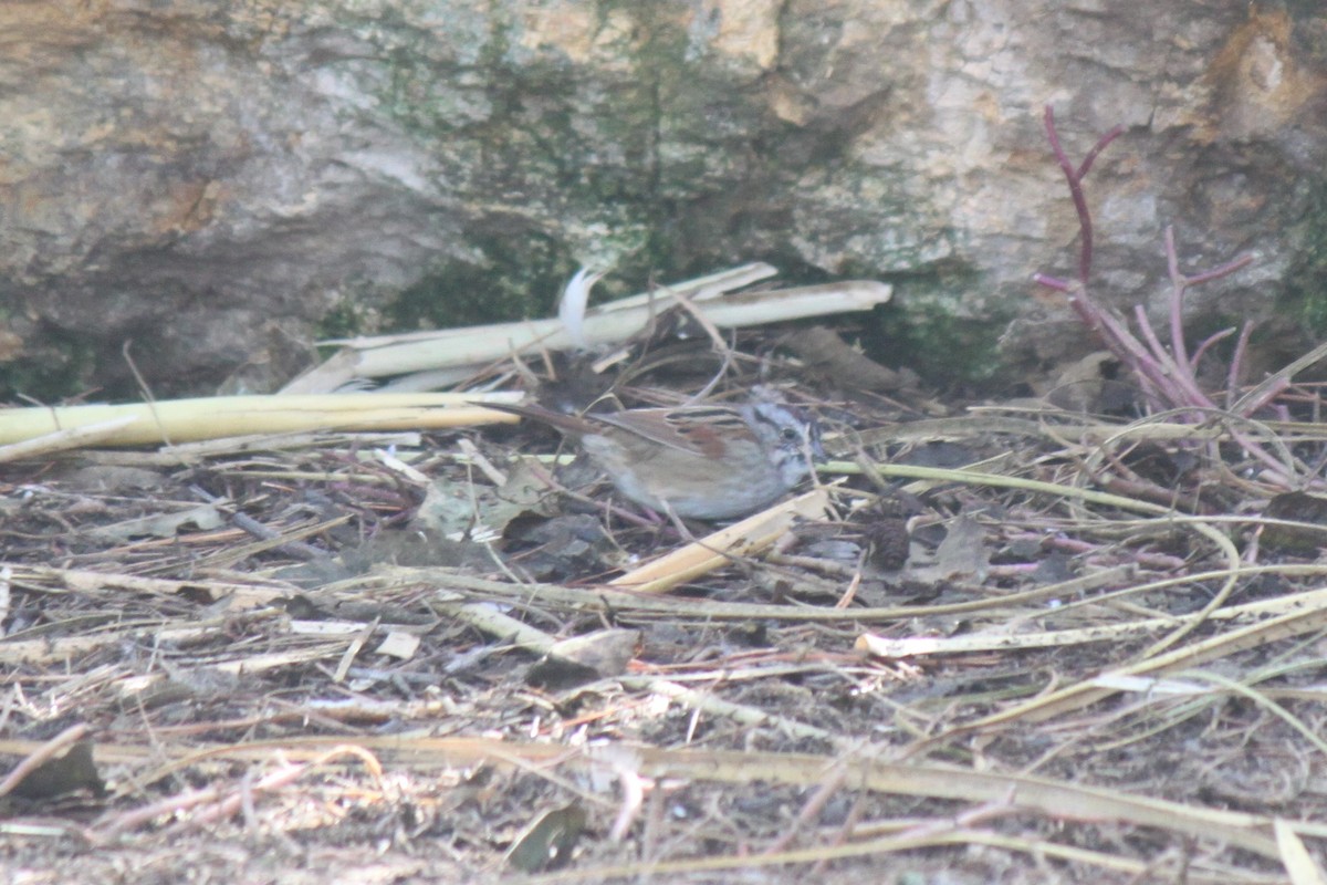 Swamp Sparrow - ML76995311