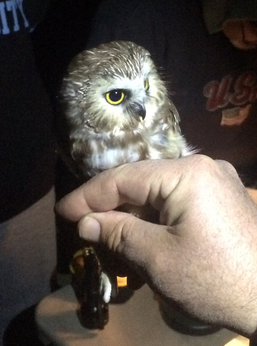 Northern Saw-whet Owl - Jason Denesevich