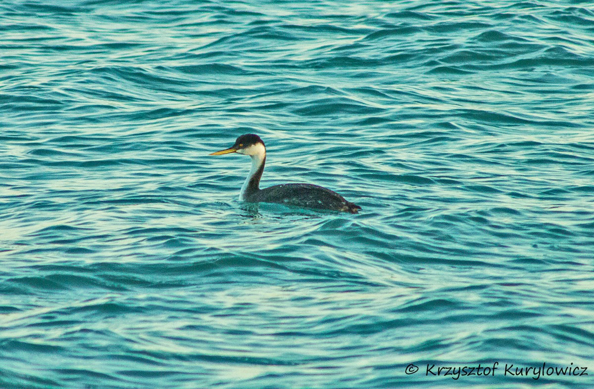 Western Grebe - Krzysztof Kurylowicz